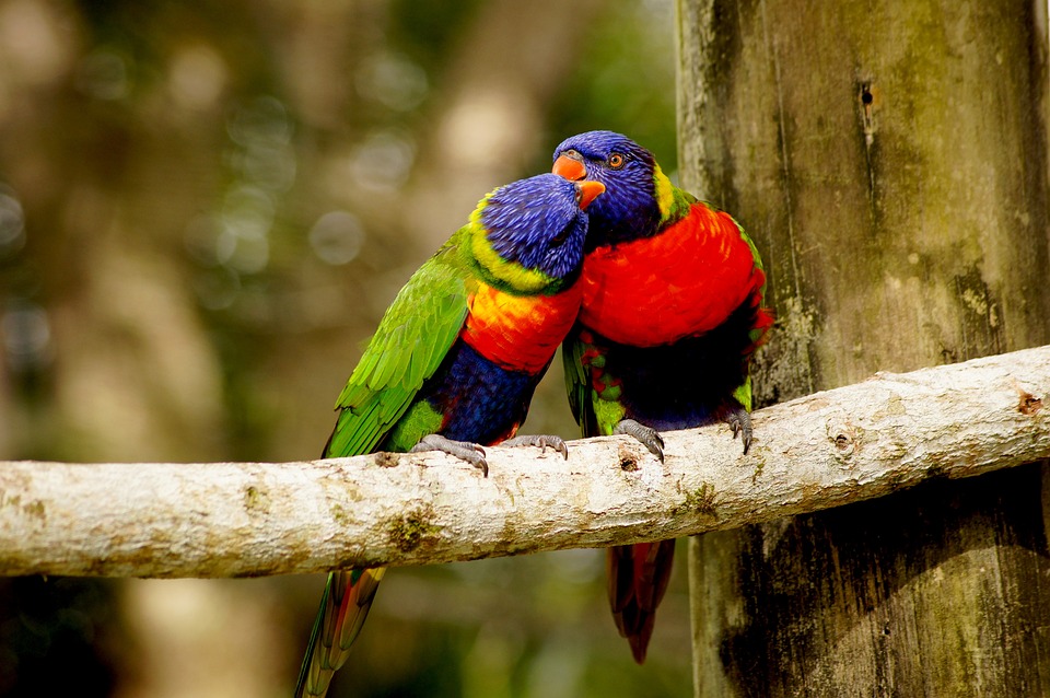 Understanding Parrot Behavior How Different Foods Impact Their Mood