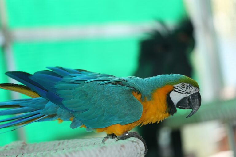 Understanding Parrot Behavior How Parrots React To Other Pets Pet