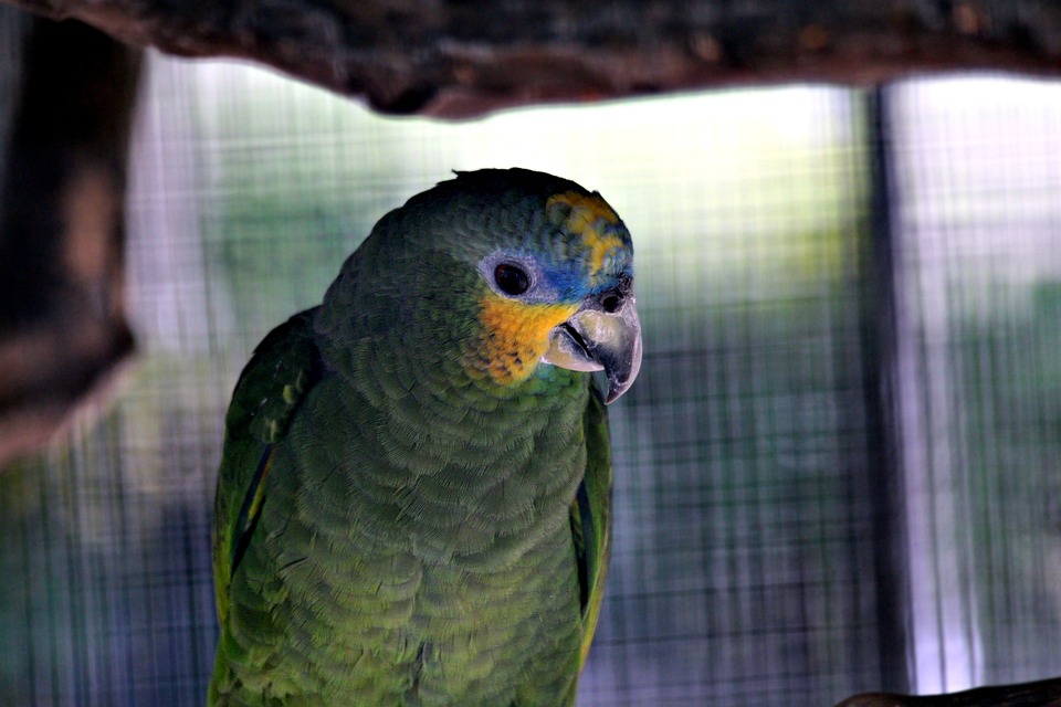 Understanding Parrot Behavior How Ropes And Perches Influence