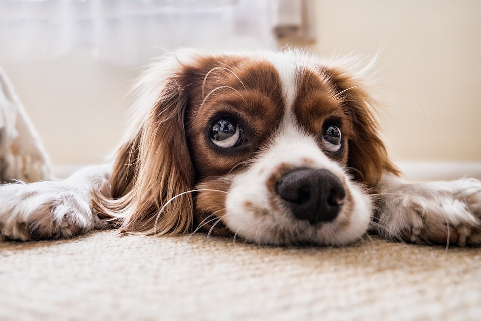 Dog kidney health