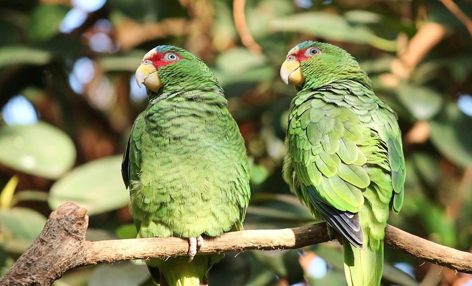 cute parrot