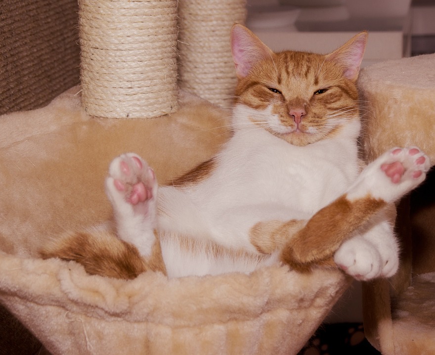 cute cat
