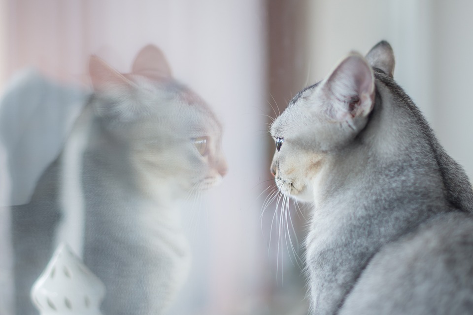 cute cat
