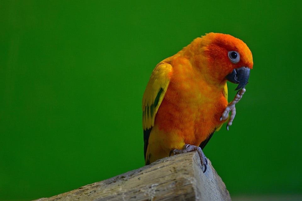 Understanding Parrot Behavior: The Importance Of Socialization - Pet ...