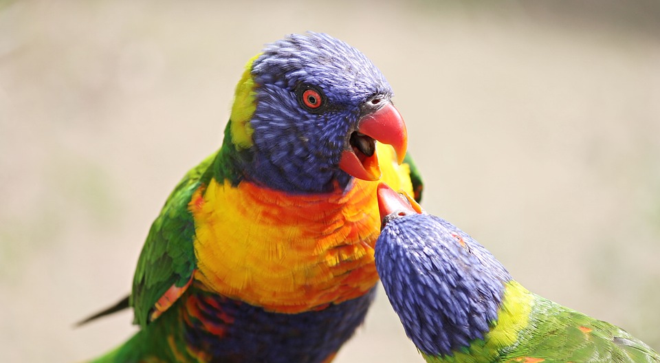 cute parrot