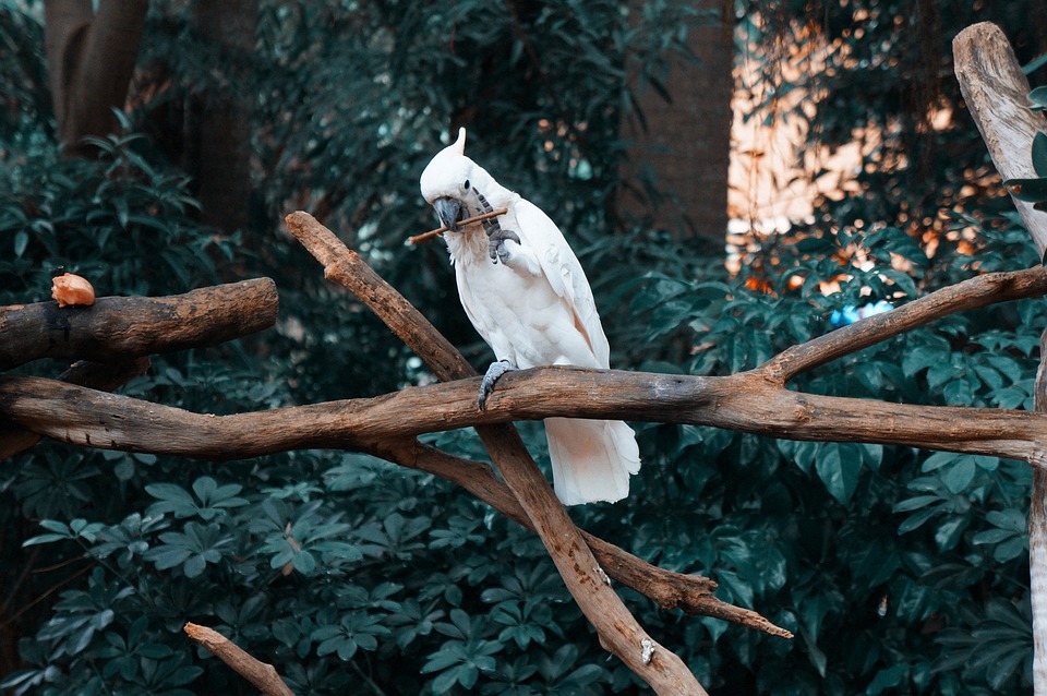 cute parrot