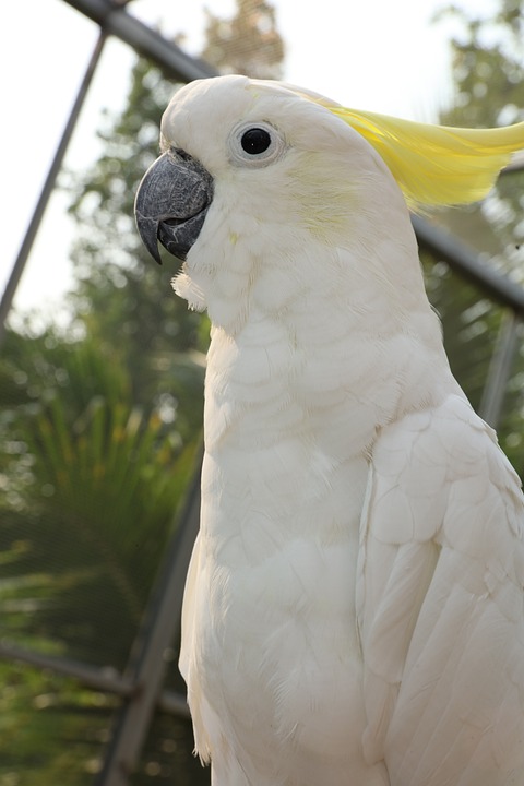 cute parrot