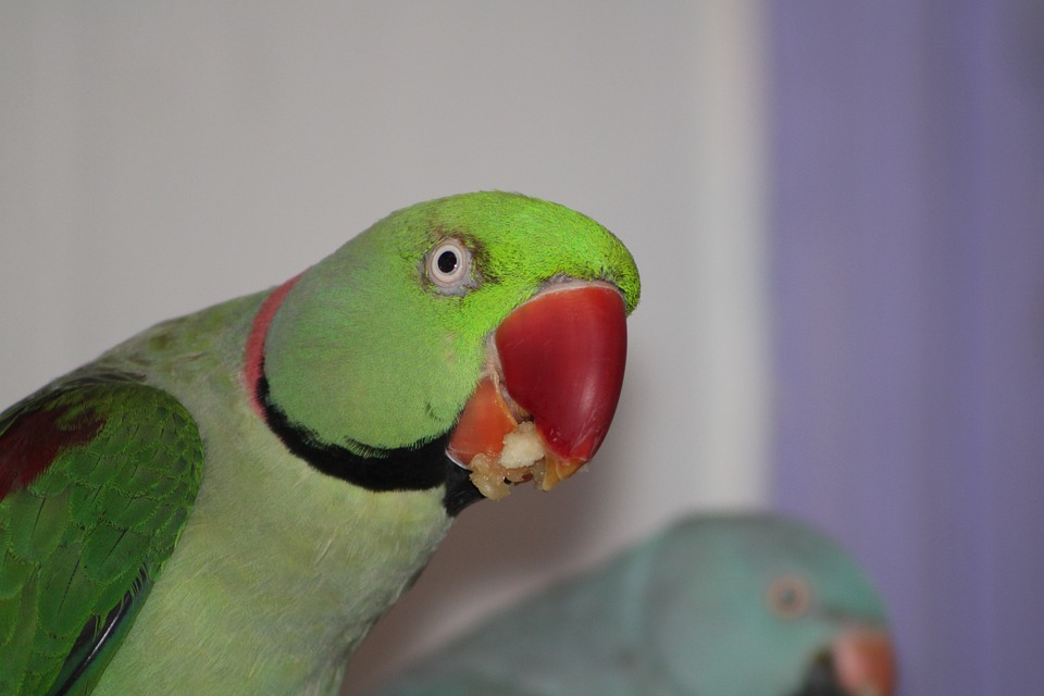 cute parrot