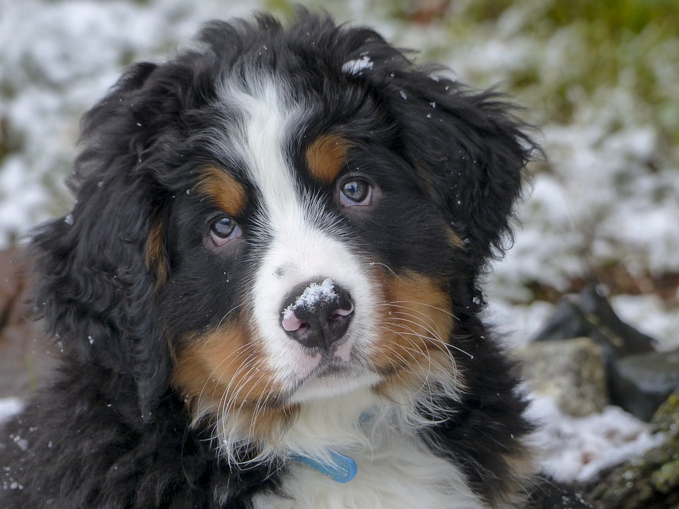 cute dog