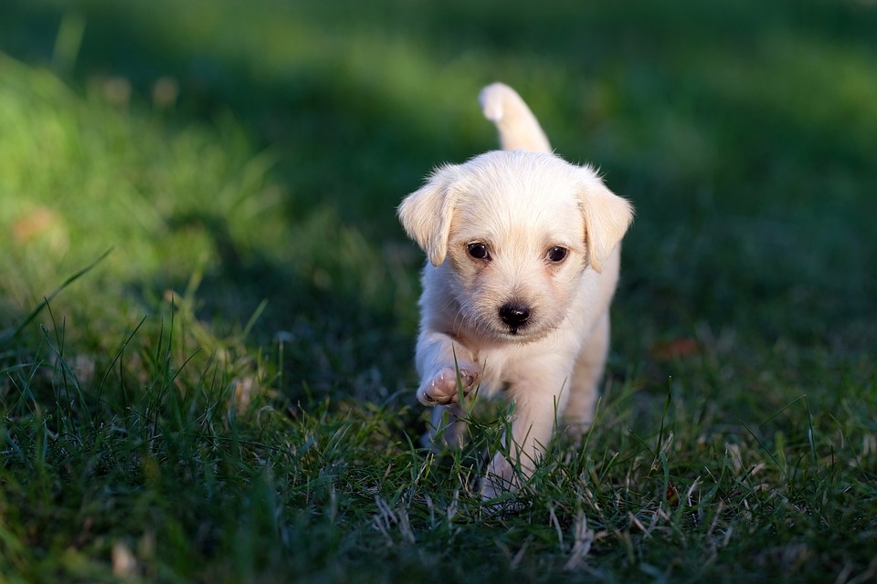 adorable dog