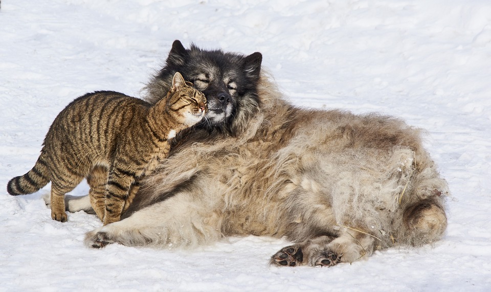 cute cat
