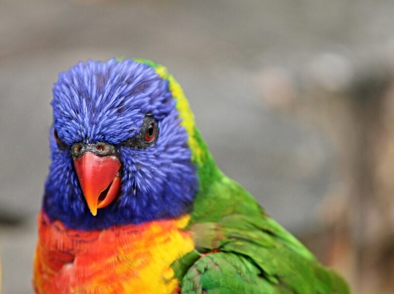 Decoding Parrot Behavior: What Does Body Fluffing Mean? - Pet Syllabus