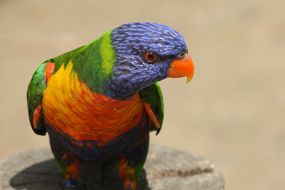 cute parrot