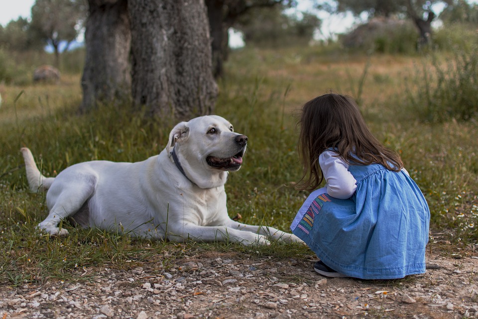 adorable dog