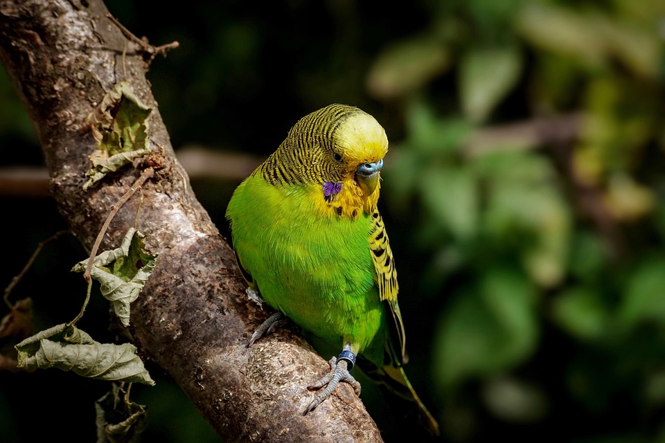 cute parrot