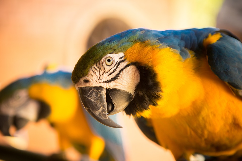 cute parrot