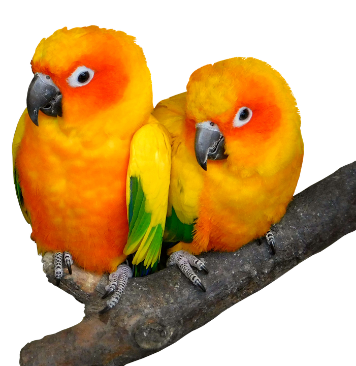 cute parrot