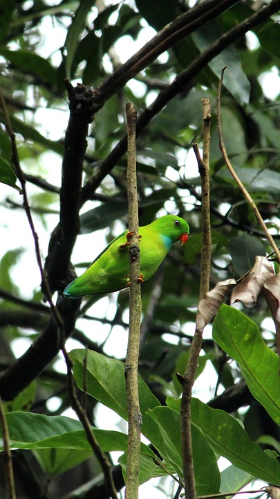 cute parrot