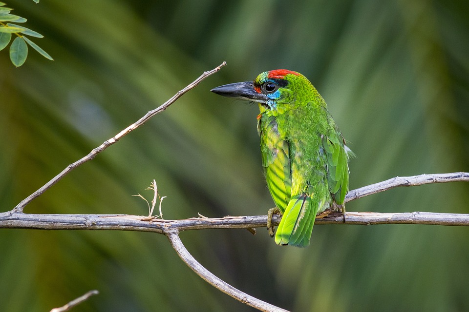 cute parrot