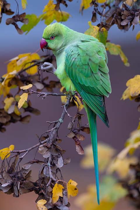 cute parrot