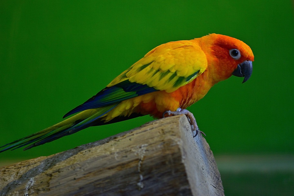 cute parrot