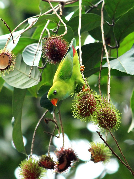 cute parrot