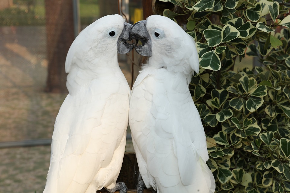 cute parrot