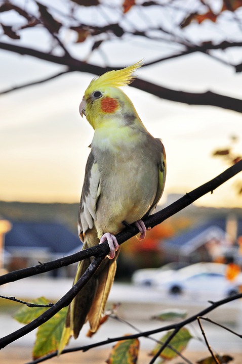 cute parrot