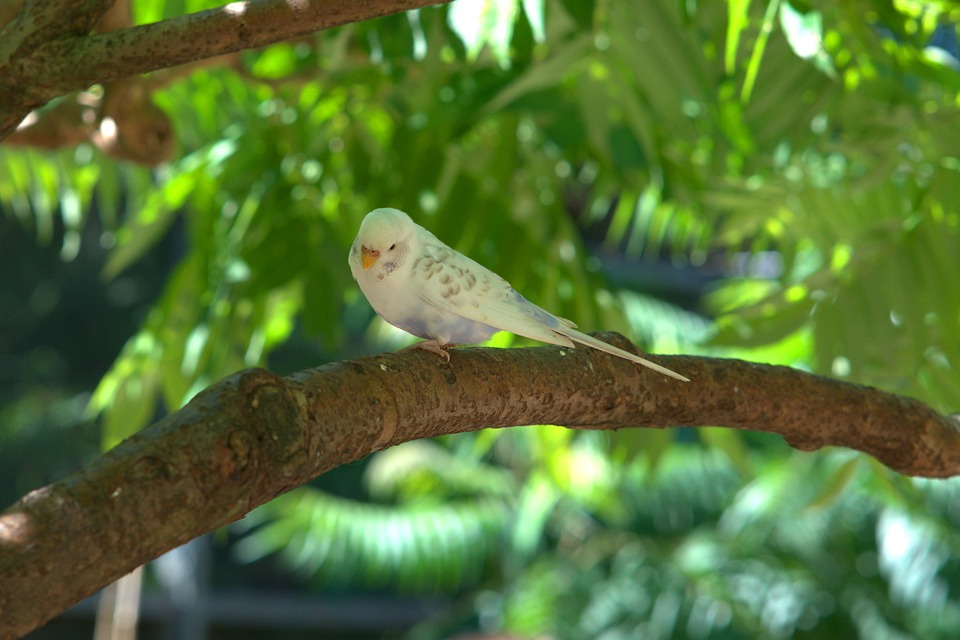 cute parrot