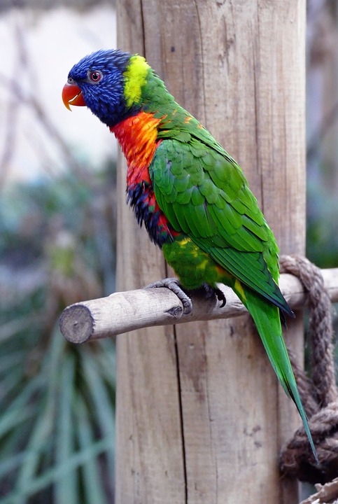 cute parrot