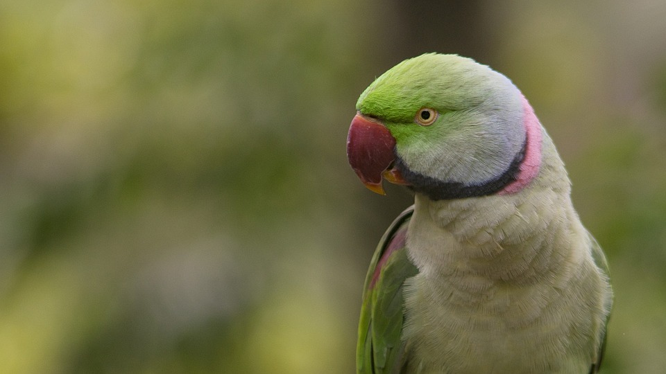 cute parrot