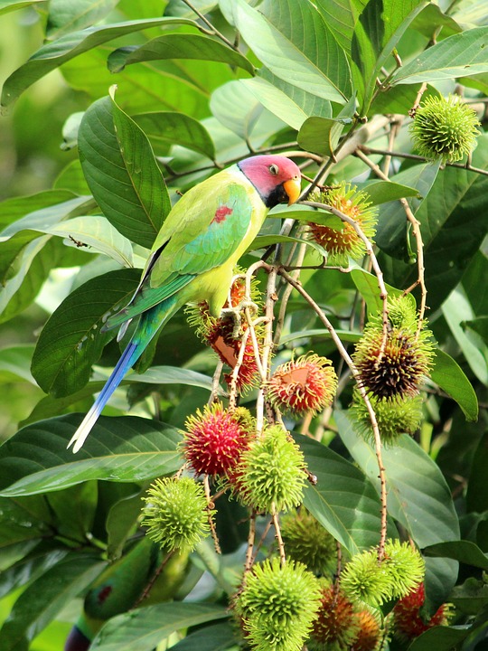 cute parrot