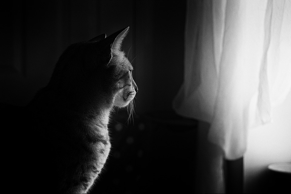 cute cat