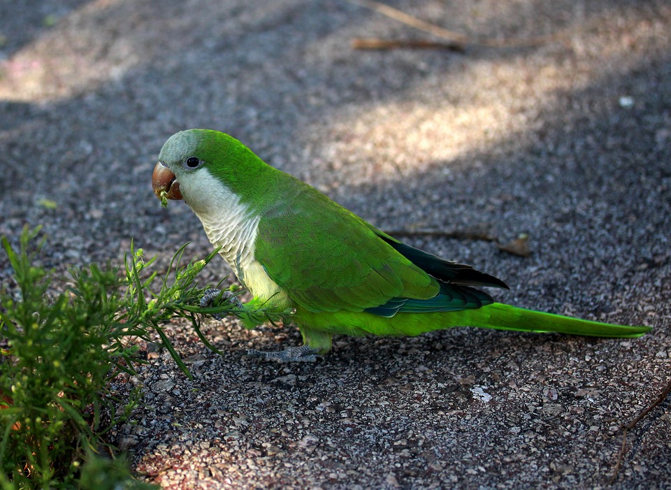 cute parrot