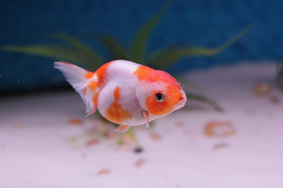 cute fish