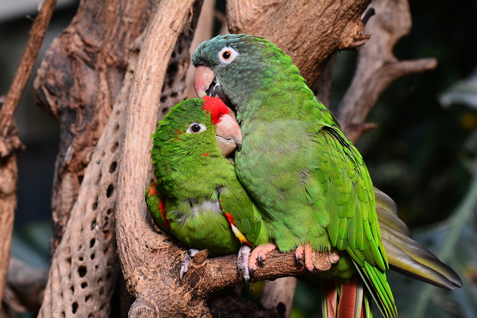 cute parrot