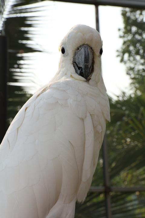 cute parrot