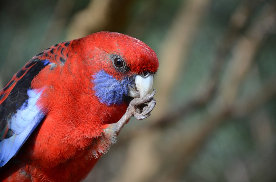 cute parrot