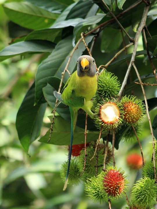 cute parrot