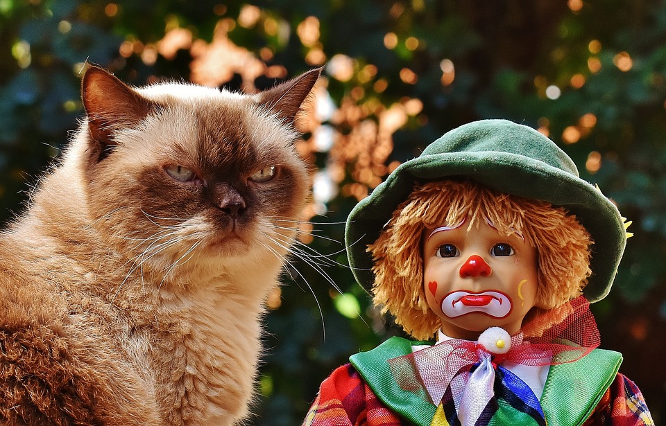 cute cat