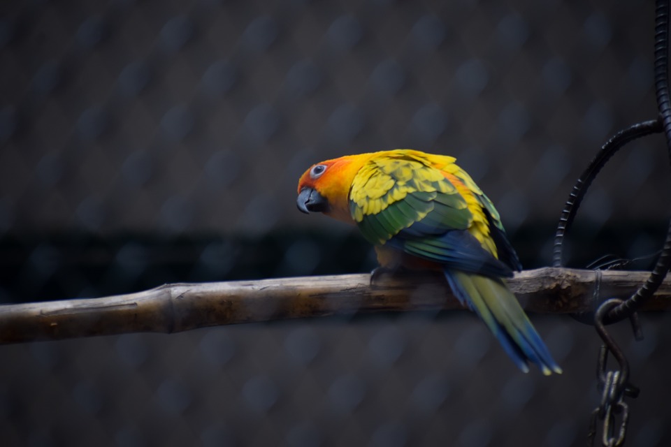 cute parrot