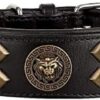 MICHUR Diego Black Dog Collar with Lion Head Applique Flat Studs in Aklt Brass Gold in Various Sizes