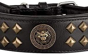 MICHUR Diego Black Dog Collar with Lion Head Applique Flat Studs in Aklt Brass Gold in Various Sizes