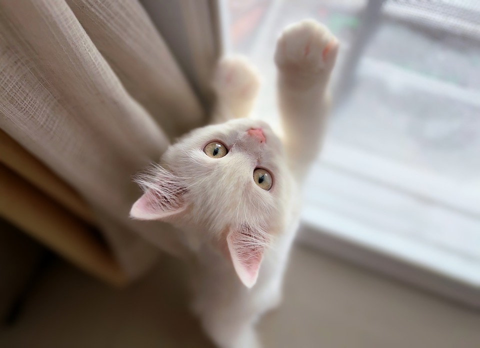 cute cat