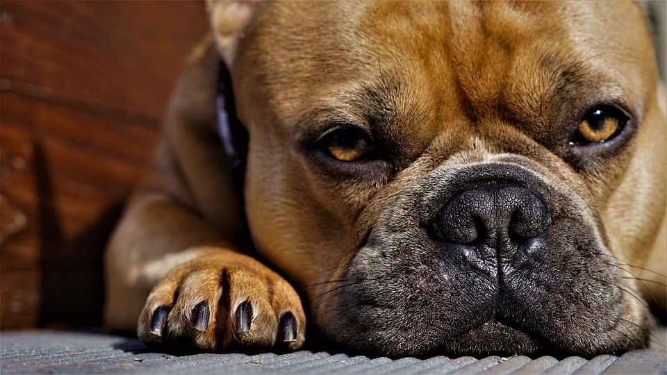 cute dog