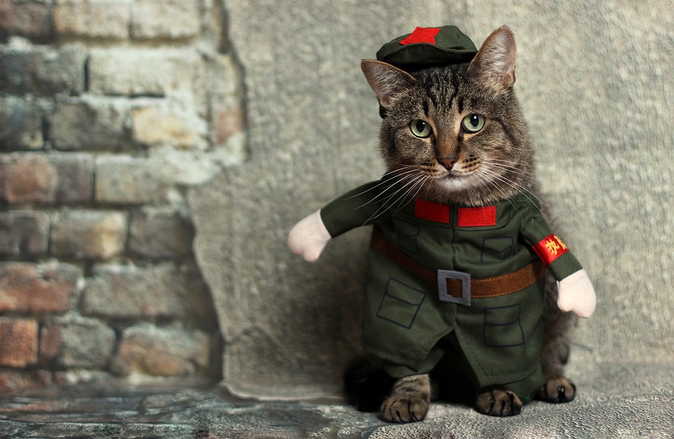 cute cat
