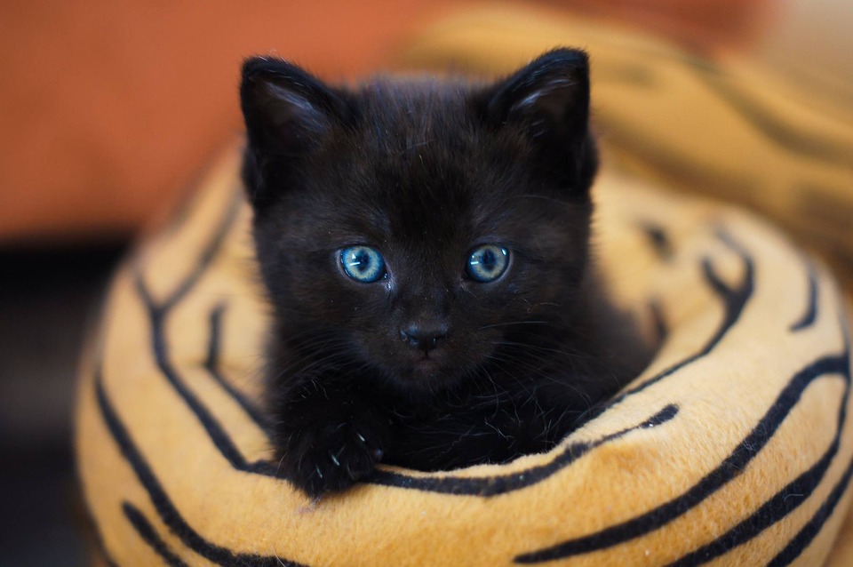 cute cat