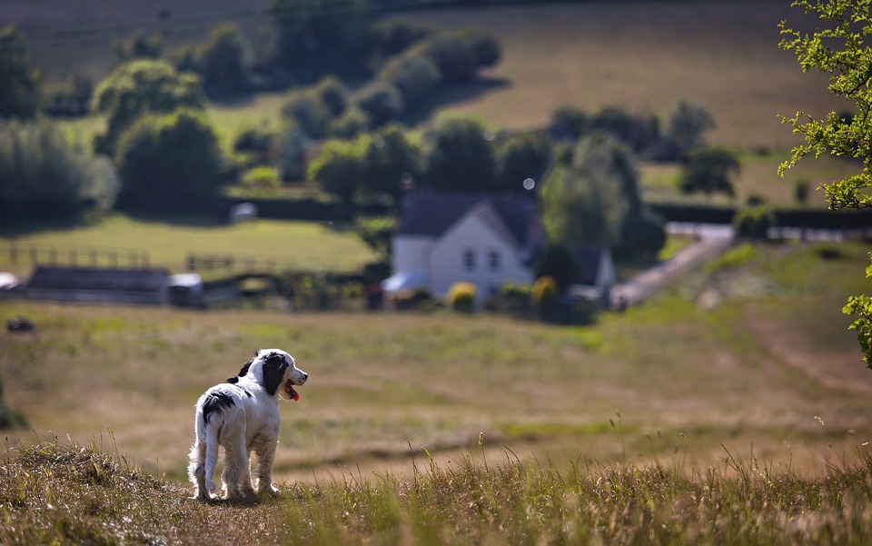 cute dog