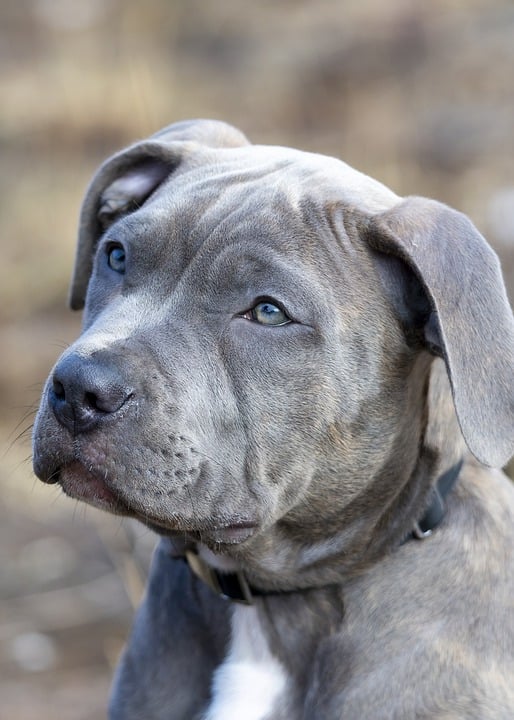 cute dog