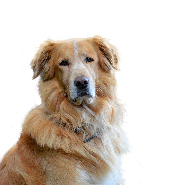 cute dog